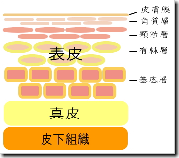 皮膚の構造画像