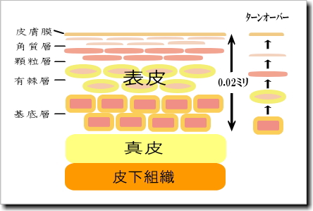 肌のターンオーバー画像
